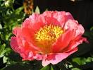 Coral and Gold Peony 3-5 eye - Click Image to Close